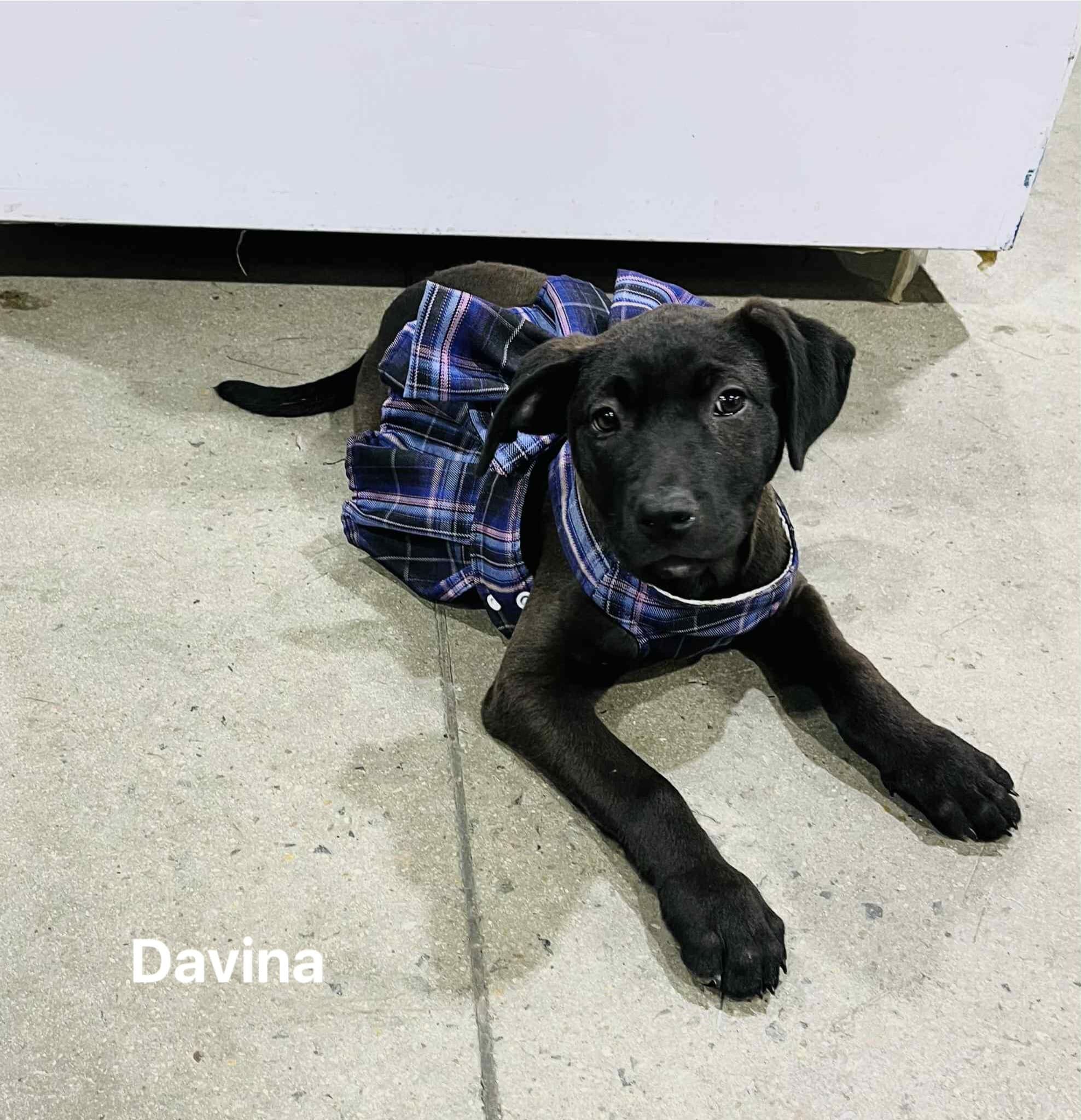 Davina Davina
